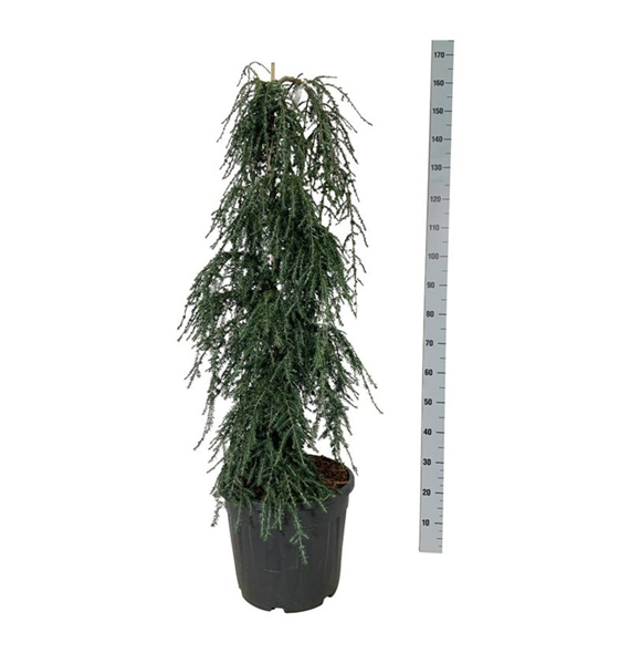 Tsuga canadensis 'Coles Prostrate' F00007313