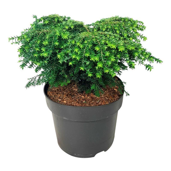 Tsuga canadensis 'Green Globe' F00007823