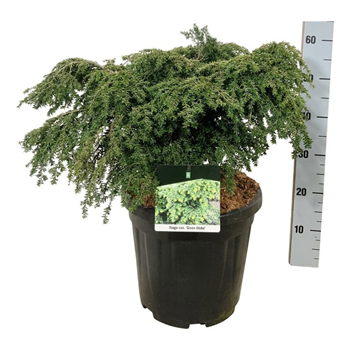 Tsuga canadensis 'Green Globe' F00007452