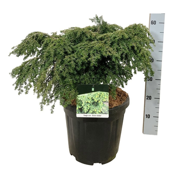Tsuga canadensis 'Green Globe' F00007452