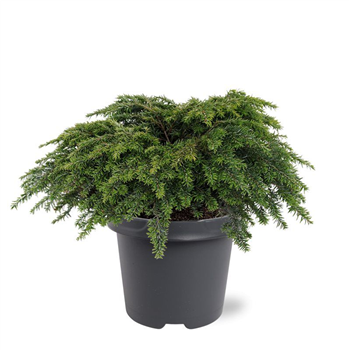 Tsuga canadensis 'Jeddeloh' F00008043