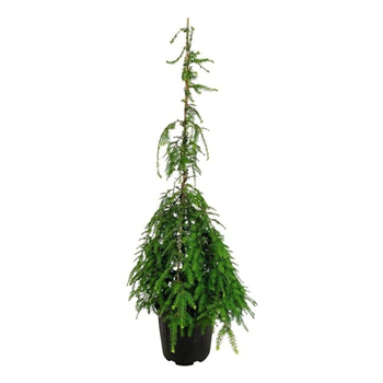 Tsuga canadensis 'Pendula' F00007797