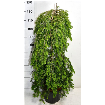 Tsuga canadensis 'Pendula' F00007549