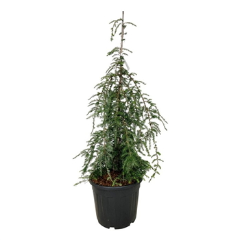 Tsuga canadensis 'Pendula' F00007804