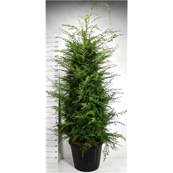 Tsuga heterophylla F00006503