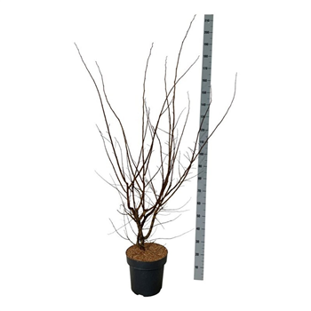 Ulmus minor 'suberosa' F00007421