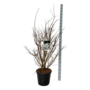 Ulmus minor 'suberosa' F00007312