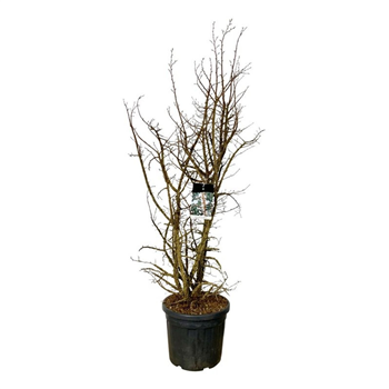 Ulmus minor 'suberosa' F00007390