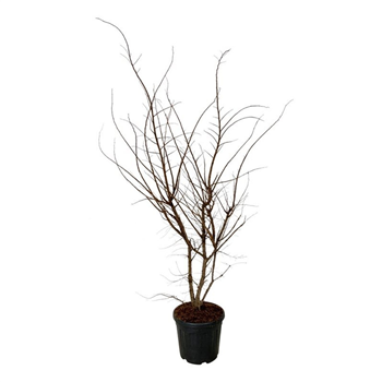 Ulmus minor 'suberosa' F00007422