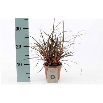 Uncinia rubra F00008184