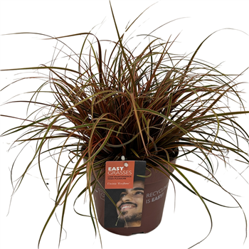 Uncinia rubra 'Everflame' F00004292