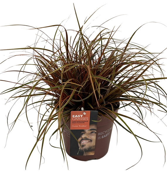 Uncinia rubra 'Everflame' F00004292