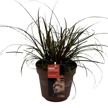 Uncinia unciniata 'Rubra' F00004294