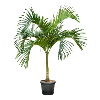 Veitchia (Adonidia) merrillii 1VEMERS35