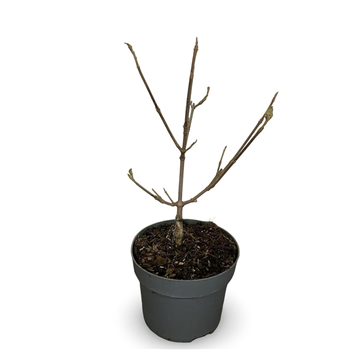 Viburnum carlcephalum F00008083