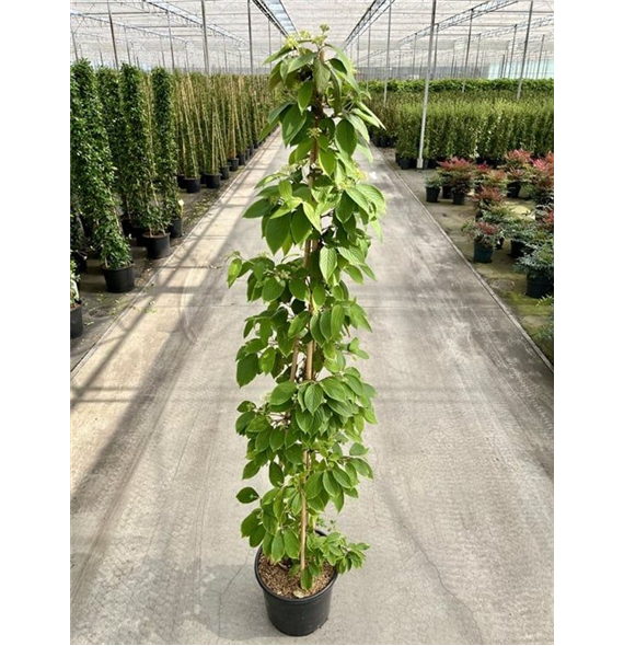 Viburnum plicatum 'Kilimandjaro' F00006768