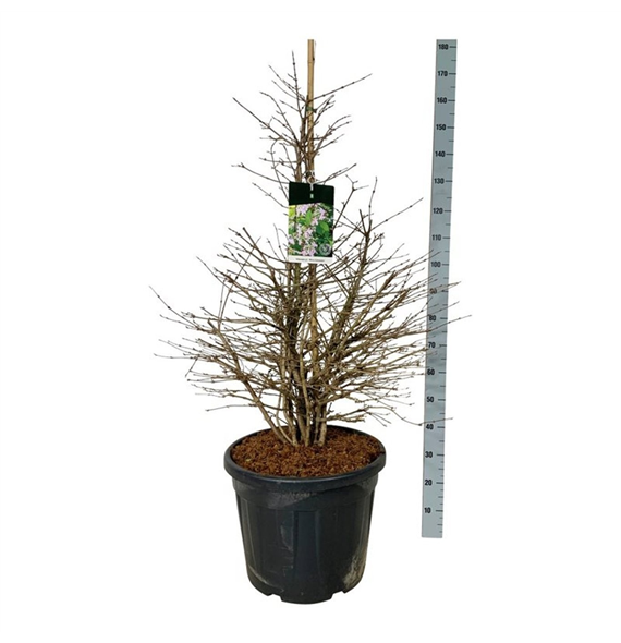 Viburnum plicatum 'Molly Schroeder' F00007292