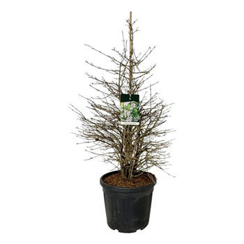 Viburnum plicatum 'Molly Schroeder' F00007293