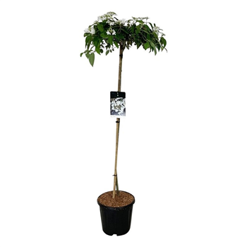 Viburnum plicatum f tomentosum 'Watanabe' F00006717