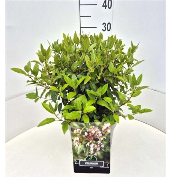 Viburnum tinus F00008223