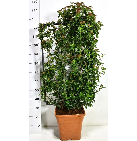 Viburnum tinus 'Eve Price' F00006548