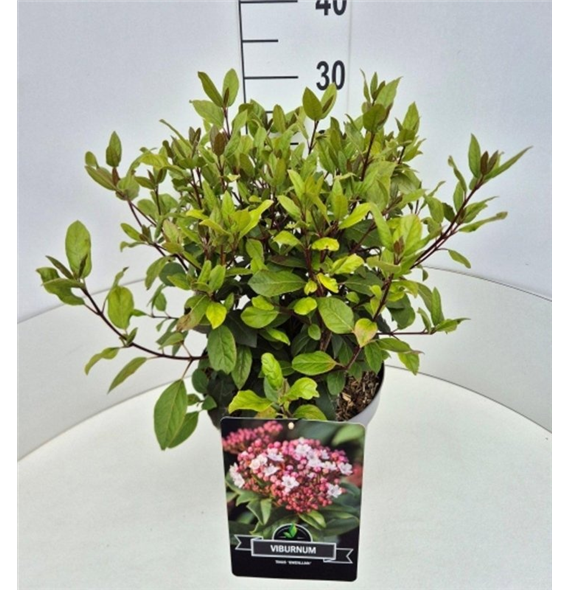 Viburnum tinus 'Gwenllian' F00008241