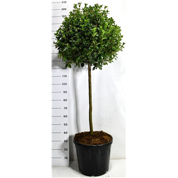 Viburnum tinus 'Eve Price' F00006547