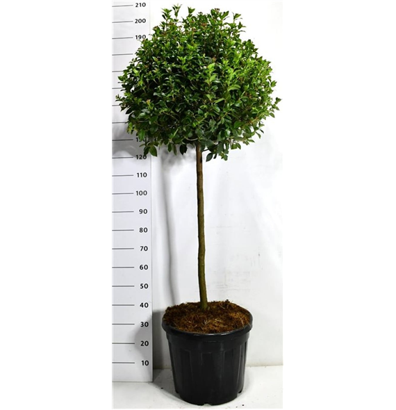 Viburnum tinus 'Eve Price' F00006547