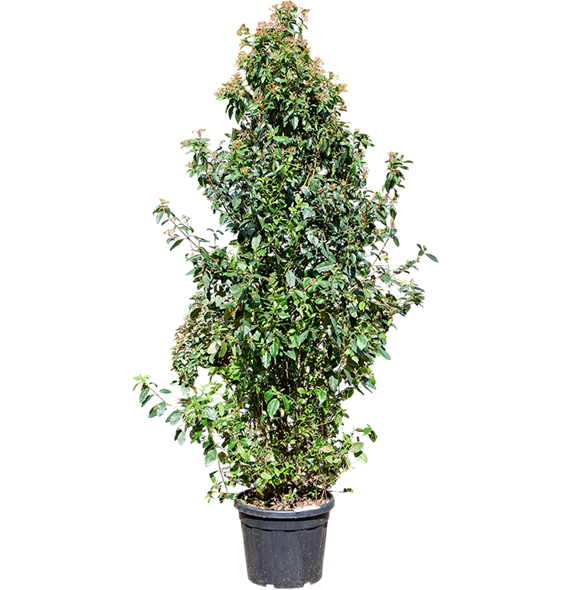 Viburnum tinus 'Spirit' (220-260) 5VITSBU50