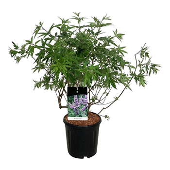Vitex agnus-castus F00007142