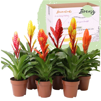 Vriesea 'Happy' mix F00004548