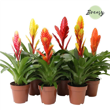 Vriesea 'Happy' mix F00004879