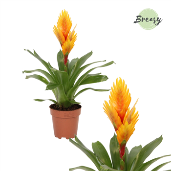 Vriesea 'Intenso Orange Flame' F00000095