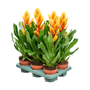 Vriesea 'Intenso Orange Flame' 6/tray F00000141