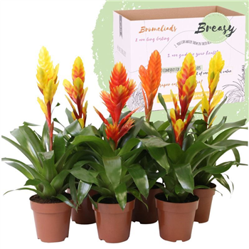 Vriesea 'Nature' mix F00004880