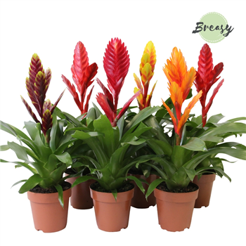 Vriesea Classic mix F00000134