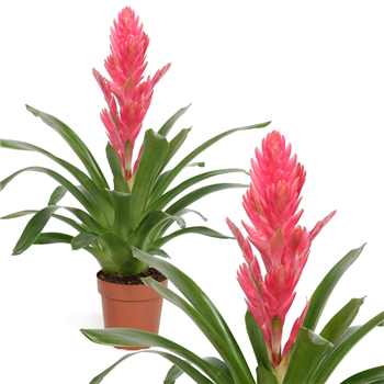 Vriesea 'Salima' F00002096