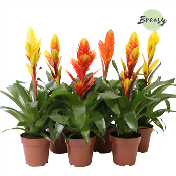 Vriesea Modern mix F00000137
