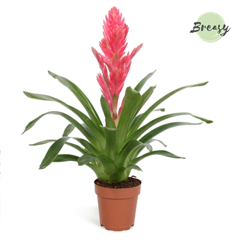 Vriesea Salima F00000360