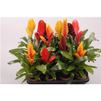 Vriesea mix F00005306