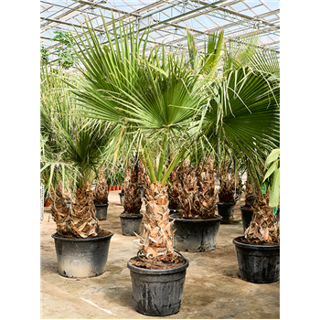 Palma Washingtonia filifera (220-320) 5WAFIRS05