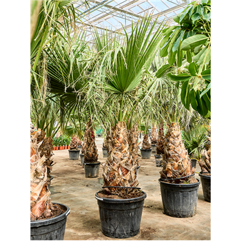 Palma Washingtonia filifera (250-350) 5WAFIRS06