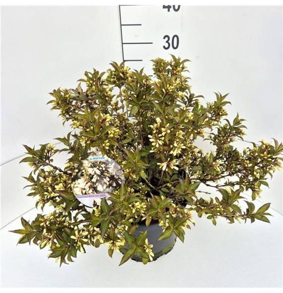 Weigela florida 'Black and White' F00008217