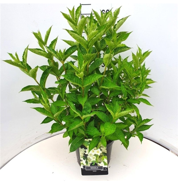 Weigela florida 'Candida' F00008279