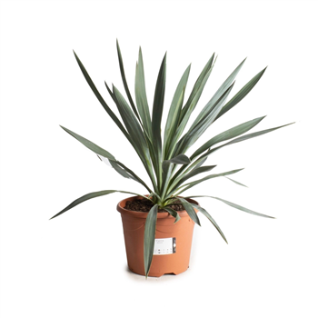 Juka gloriosa F00008186