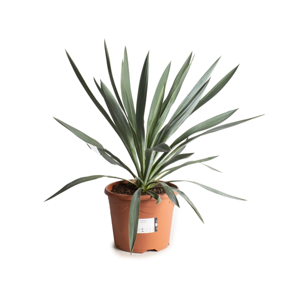 Juka gloriosa F00008186