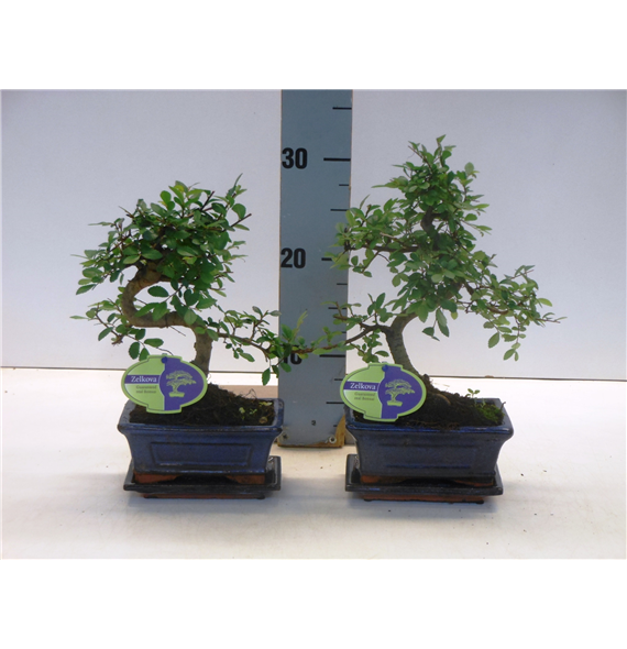 Zelkova parvifolia F00002577