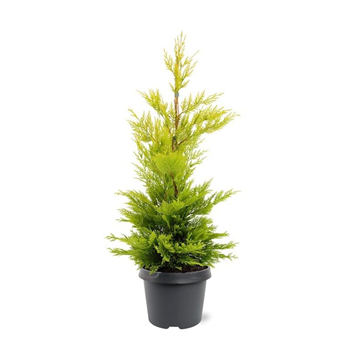 xCupressocyparis leylandii 'Gold Rider' F00007915