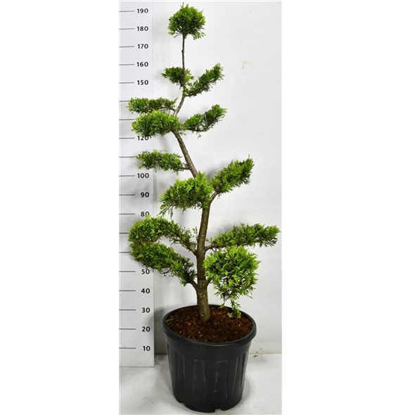 xCupressocyparis leylandii 'Gold Rider' F00006653