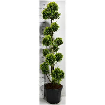 xCupressocyparis leylandii 'Gold Rider' F00006674